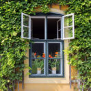 Offenes Fenster mit viel Grünzeug drum herum